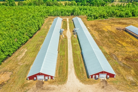 Active Poultry Farm - image 2