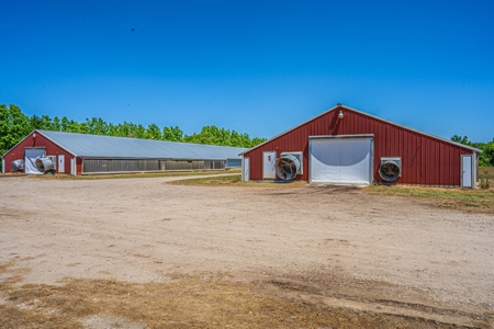 Active Poultry Farm - image 17