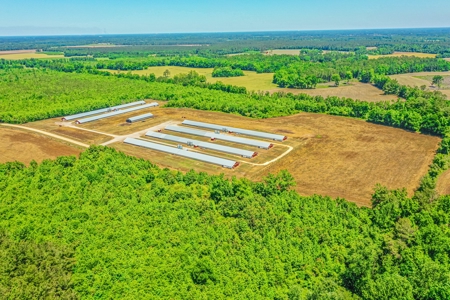Active Poultry Farm - image 7