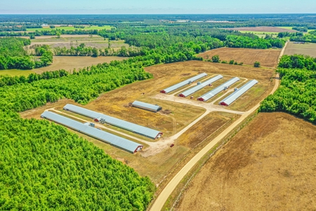 Active Poultry Farm - image 4