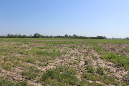 REB Investment CO Farmland Auction Tract 1 - image 5