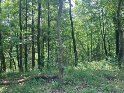14.39+/- Acres For Sale near Batesville, AR - image 4