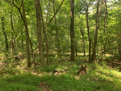 14.39+/- Acres For Sale near Batesville, AR - image 8