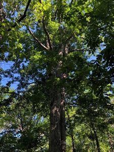 Laconia Landing Near Buggs Island Lake, VA - image 6