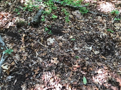 Laconia Landing Near Buggs Island Lake, VA - image 21