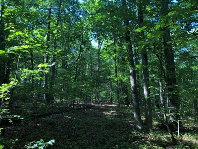 Laconia Landing Near Buggs Island Lake, VA - image 11