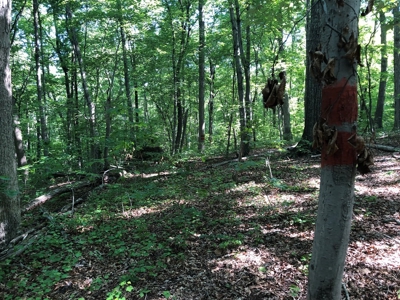 Laconia Landing Near Buggs Island Lake, VA - image 13
