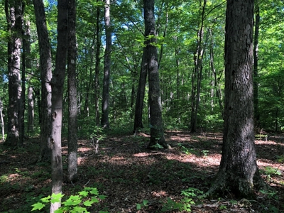 Laconia Landing Near Buggs Island Lake, VA - image 20