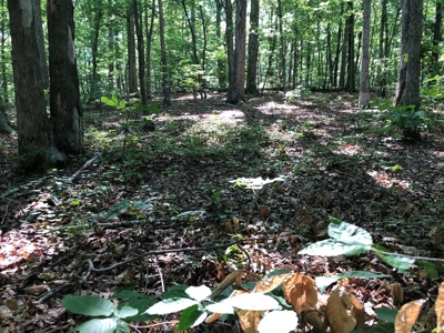 Laconia Landing Near Buggs Island Lake, VA - image 19
