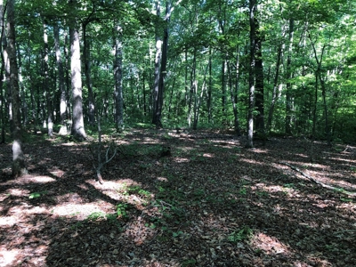Laconia Landing Near Buggs Island Lake, VA - image 12