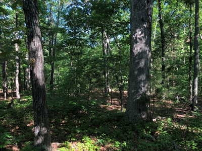 Laconia Landing Near Buggs Island Lake, VA - image 7