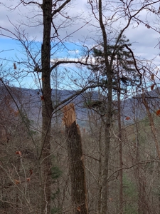 Unrestricted Wooded Property for Sale East Tennessee AUCTION - image 2