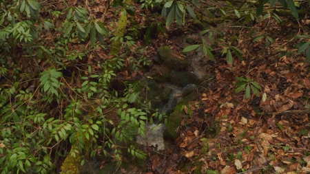 Unrestricted Wooded Property for Sale East Tennessee AUCTION - image 33