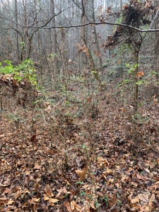 Unrestricted Wooded Property for Sale East Tennessee AUCTION - image 7