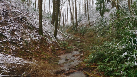 Unrestricted Wooded Property for Sale East Tennessee AUCTION - image 36