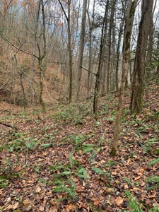 Unrestricted Wooded Property for Sale East Tennessee AUCTION - image 22