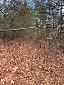 Unrestricted Wooded Property for Sale East Tennessee AUCTION - image 11