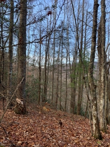 Unrestricted Wooded Property for Sale East Tennessee AUCTION - image 15