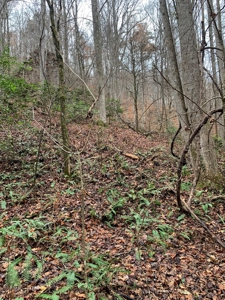 Unrestricted Wooded Property for Sale East Tennessee AUCTION - image 21