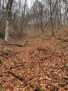 Unrestricted Wooded Property for Sale East Tennessee AUCTION - image 18