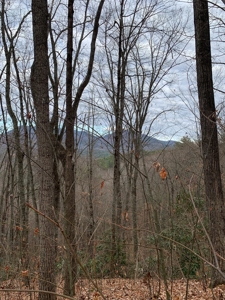 Unrestricted Wooded Property for Sale East Tennessee AUCTION - image 1