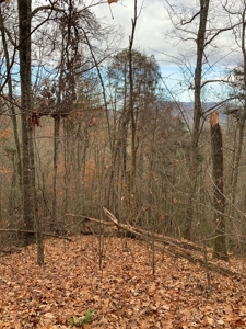 Unrestricted Wooded Property for Sale East Tennessee AUCTION - image 23