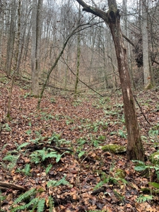 Unrestricted Wooded Property for Sale East Tennessee AUCTION - image 20