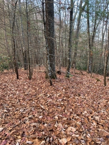 Unrestricted Wooded Property for Sale East Tennessee AUCTION - image 12