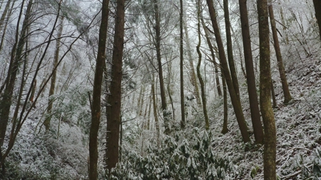 Unrestricted Wooded Property for Sale East Tennessee AUCTION - image 34