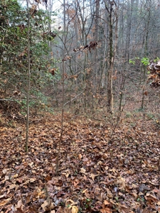 Unrestricted Wooded Property for Sale East Tennessee AUCTION - image 8