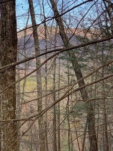 Unrestricted Wooded Property for Sale East Tennessee AUCTION - image 16