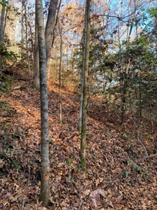 Unrestricted Wooded Property for Sale East Tennessee AUCTION - image 9