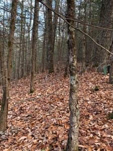 Unrestricted Wooded Property for Sale East Tennessee AUCTION - image 17