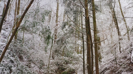 Unrestricted Wooded Property for Sale East Tennessee AUCTION - image 35