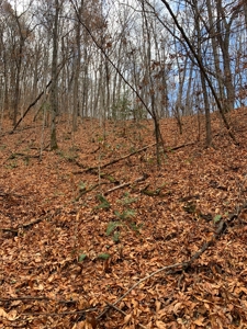 Unrestricted Wooded Property for Sale East Tennessee AUCTION - image 19