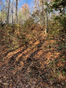 Unrestricted Wooded Property for Sale East Tennessee AUCTION - image 10
