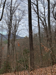 Unrestricted Wooded Property for Sale East Tennessee AUCTION - image 3