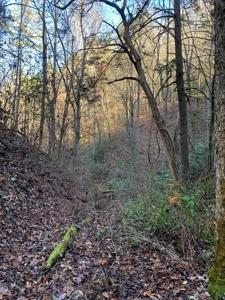 Unrestricted Wooded Property for Sale East Tennessee AUCTION - image 6
