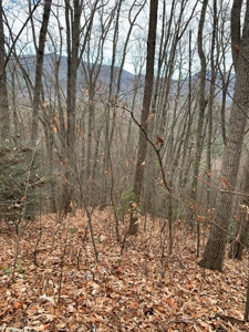 Unrestricted Wooded Property for Sale East Tennessee AUCTION - image 4