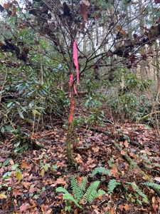 Unrestricted Wooded Property for Sale East Tennessee AUCTION - image 25