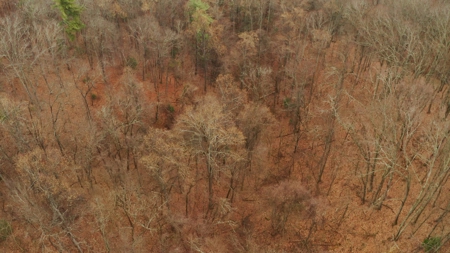 Unrestricted Wooded Property for Sale East Tennessee AUCTION - image 40
