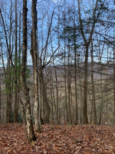 Unrestricted Wooded Property for Sale East Tennessee AUCTION - image 14