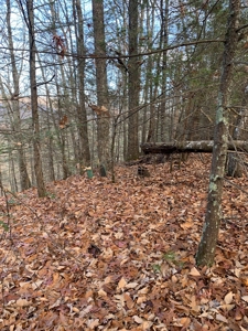 Unrestricted Wooded Property for Sale East Tennessee AUCTION - image 13