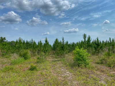 Planted Pines - Bell Florida! - image 1