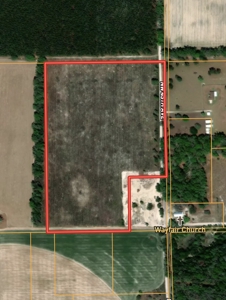 Planted Pines - Bell Florida! - image 3