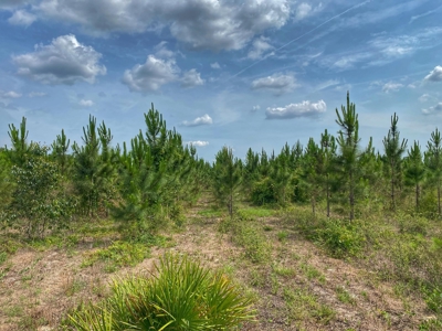 Planted Pines - Bell Florida! - image 2
