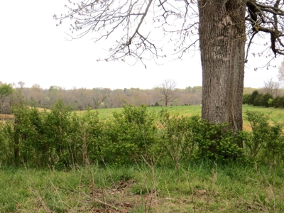 Farm-Homesites-Acreage For Sale in Thayer, MO - image 7