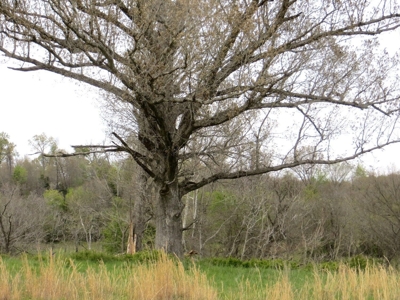 Farm-Homesites-Acreage For Sale in Thayer, MO - image 10