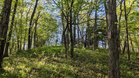 Clarke County, Iowa Great Hunting w/Good Ag & CRP Income - image 34