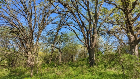 Clarke County, Iowa Great Hunting w/Good Ag & CRP Income - image 38
